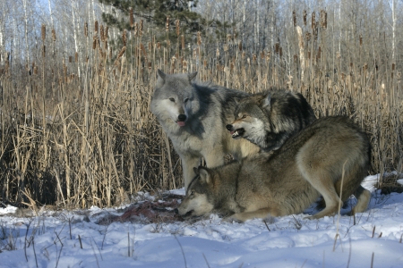 Grey wolf, Canis lupus, group feeding on carcass, captive,         