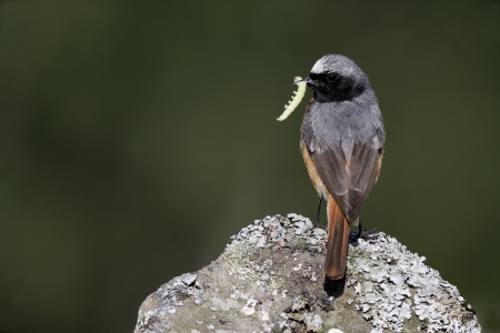 Common redstart, Phoenicurus phoenicurus, single male on rock, Walesの写真素材