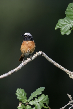 Common redstart, Phoenicurus phoenicurus, single male on branch, Walesの写真素材