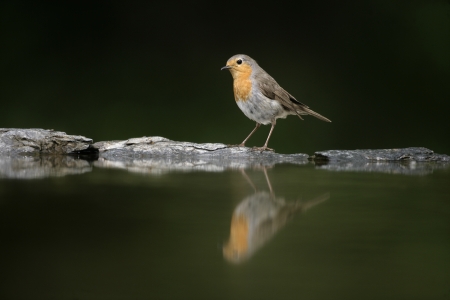 Robin, Erithacus rubecula, single bird at water, Hungaryの写真素材