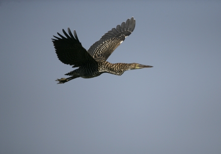 Rufescent tiger-heron, Tigrisoma lineatum,  single juvenile in flight on branch, Brazilの写真素材