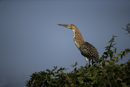 Rufescent tiger-heron, Tigrisoma lineatum,  single juvenile on branch, Brazil