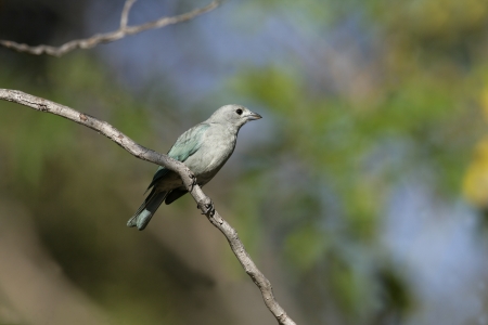 Sayacca tanager, Thraupis sayaca, single bird on branch, Brazilの写真素材