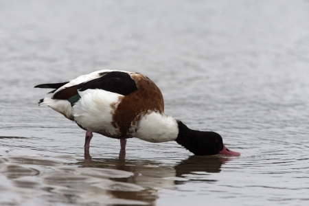 Shelduck, Tadorna tadorna, single bird on mud, Norfolkの写真素材