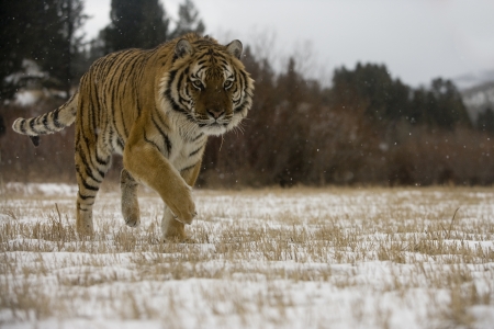 Siberian tiger, Panthera tigris altaica, single cat in snow, captiveの写真素材