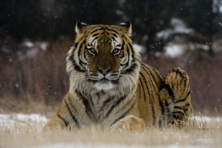 Siberian tiger, Panthera tigris altaica, single cat in snow, captiveの写真素材