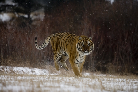 Siberian tiger, Panthera tigris altaica, single cat in snow, captiveの写真素材