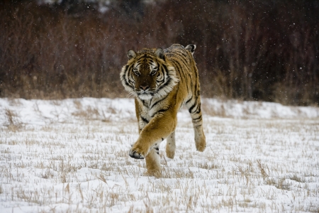 Siberian tiger, Panthera tigris altaica, single cat in snow, captiveの写真素材