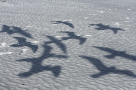 Slaty-backed gull, Larus schistisagus, shadows of birds in flight, Japan