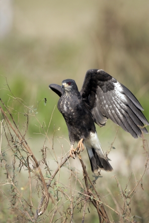 Snail kite, Rostrhamus sociabilis, single bird on perch,  Brazilの写真素材