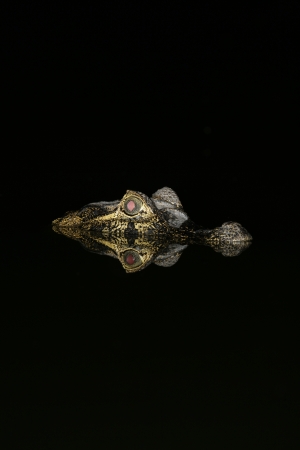 Spectacled caiman, Caiman crocodilus, single animal in water in the night, Brazil の写真素材