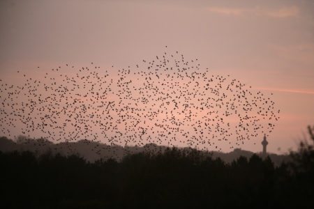 Starling, Sturnus vulgaris, flock going to roost, murmering of starlings, Norfolk