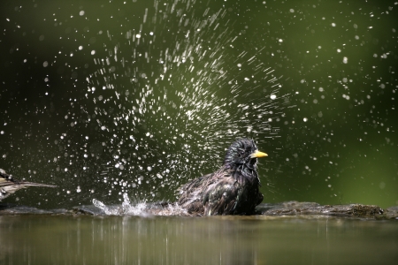 Starling, Sturnus vulgaris, single bird at water, Hungaryの写真素材