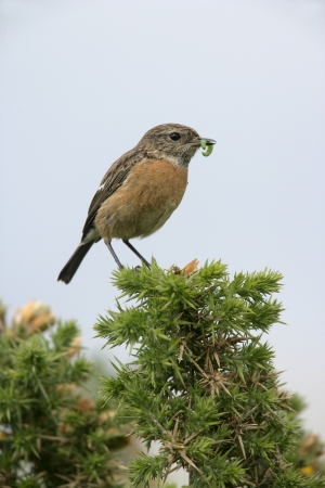 Stonechat, Saxicola torquata, single female on perch, Scotlandの写真素材