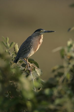 Striated heron, Butorides striata, single bird on perch, Brazilの写真素材