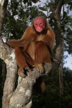 Uakari monkey, Cacajao calvus, single mammal on tree, Brazil