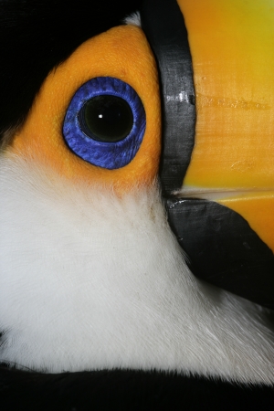 Toco toucan, Ramphastos toco, single bird head shot, Brazil