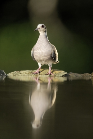 Turtle dove, Streptopelia turtur, single bird at water, Hungaryの写真素材