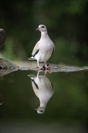 Turtle dove, Streptopelia turtur, single bird at water, Hungaryの写真素材