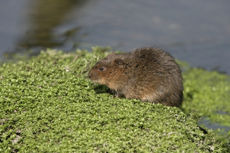 Water vole,  Arvicola terrestris, on bank, Debyshire, の写真素材