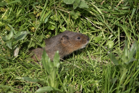 Water vole,  Arvicola terrestris, on bank, Debyshire, の写真素材