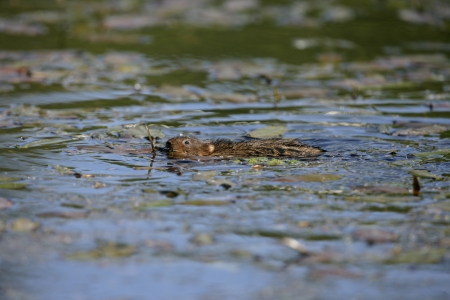 Water vole,  Arvicola terrestris, in water, Debyshire, の写真素材