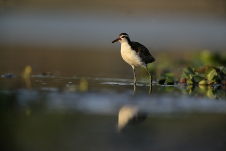 Wattled jacana, Jacana jacana, single bird in water, Brazil