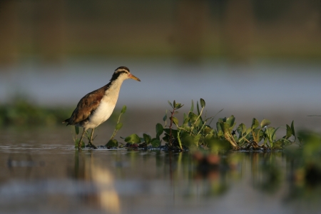 Wattled jacana, Jacana jacana, single bird in water, Brazilの写真素材