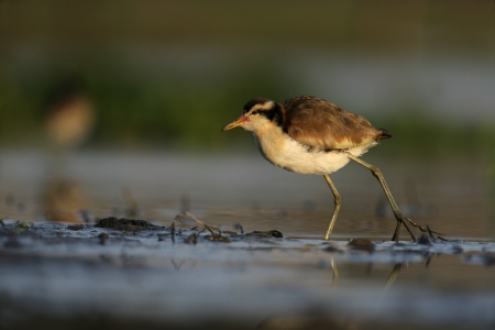 Wattled jacana, Jacana jacana, single bird in water, Brazilの写真素材