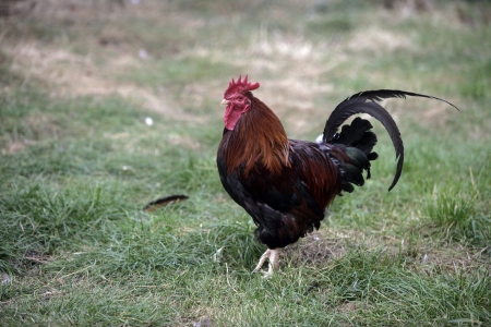 Welsummer, Domestic breed of fowl, Warwickshire
の写真素材