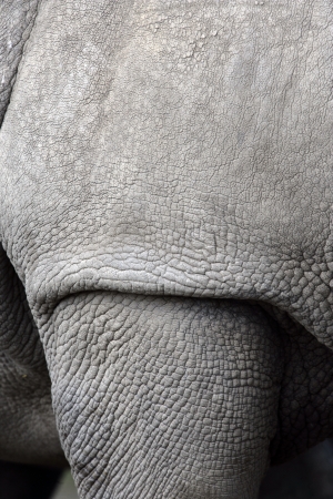 White rhino, Ceratotherium simum, single mammal skin details, captiveの写真素材