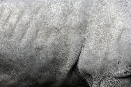 White rhino, Ceratotherium simum, single mammal skin details, captiveの写真素材