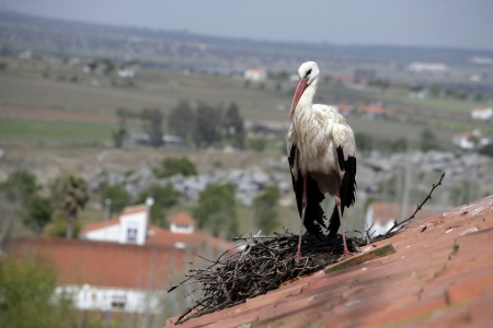 White stork, Ciconia ciconia, single bird on nest on building roof, Spainの写真素材