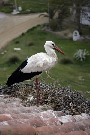 White stork, Ciconia ciconia, single bird on nest on building roof, Spainの写真素材