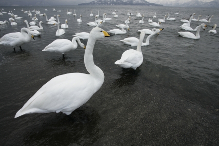 Whooper swan, Cygnus cygnus, group of birds on water, Japanの写真素材