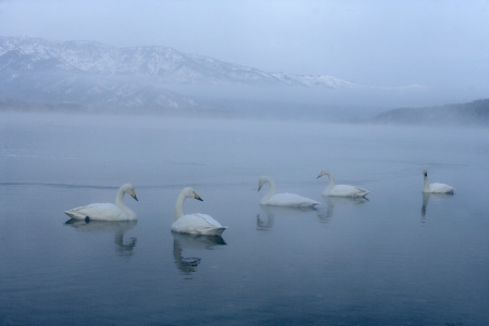 Whooper swan, Cygnus cygnus, group of birds on water, Japanの写真素材