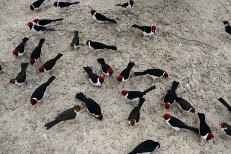 Yellow-billed cardinal, Paroaria capitata, group of birds on ground, Brazilの写真素材