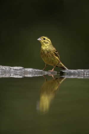 Yellowhammer, Emberiza citrinella, single female by water, Hungaryの写真素材