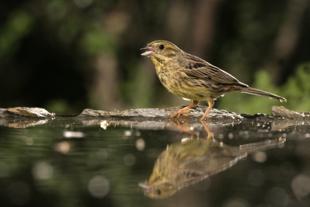 Yellowhammer, Emberiza citrinella, single female by water, Hungaryの写真素材
