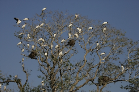 American wood-stork, Mycteria americana, colony nesting in trees, Brazilの写真素材