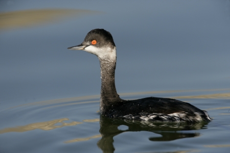 Black-necked grebe, Podiceps nigricollis, single bird on water, winter plumage, Franceの写真素材