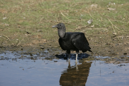 Black vulture, Coragyps atratus, single bird by water, Brazilの写真素材