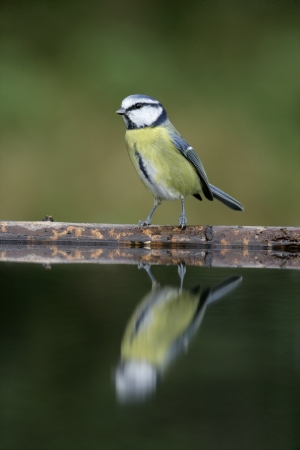 Blue tit, Parus caeruleus, single bird at water, Midlands UK         の写真素材