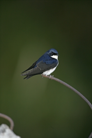 Blue-and-white swallow, Notiochelidon cyanoleuca, single bird on fence, Brazilの写真素材