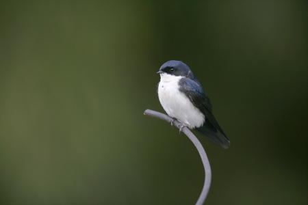 Blue-and-white swallow, Notiochelidon cyanoleuca, single bird on fence, Brazilの写真素材