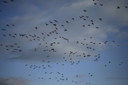 Brent goose, Branta bernicla, dark bellied, group in flight, Norfolk