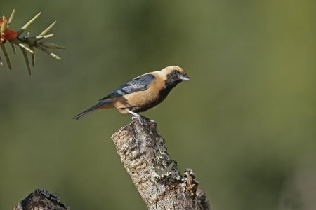 Burnished-buff tanager, Tangara cayana, single bird on branch, Brazilの写真素材