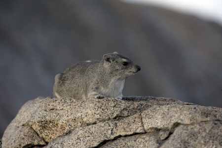 Bush hyrax or Yellow-spotted rock dassie,  Heterohyrax brucei, single mammal on rock, Tanzaniaの写真素材