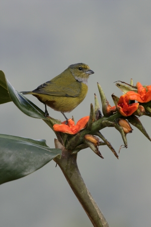 Chestnut-bellied euponia, Euphonia pectoralis, single female on branch, Brazilの写真素材