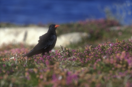Chough, Pyrrhocorax pyrrhocorax, single bird on heather, Walesの写真素材
